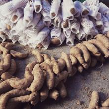 山天麻價(jià)格 山天麻批發(fā) 山天麻廠家 
