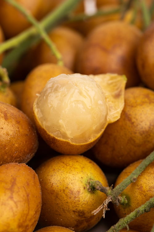 黃皮果特寫特產(chǎn)夏季水果美食攝影圖 攝影