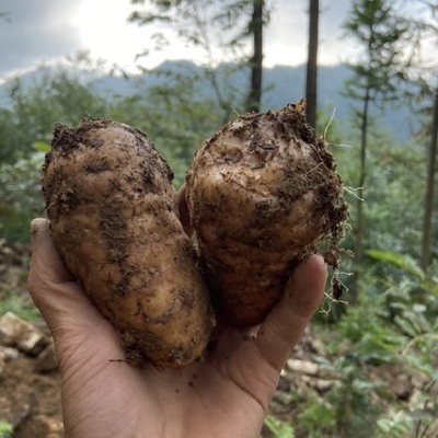 天麻批發(fā)市場