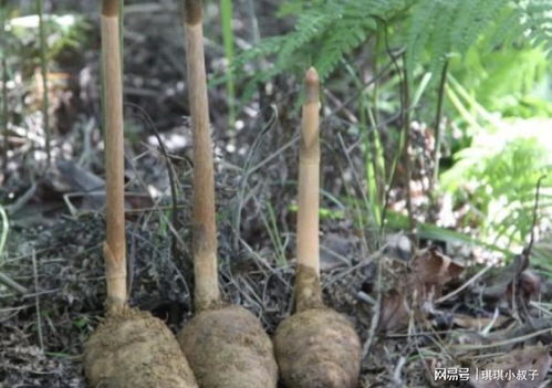 濕潤的竹林里,有1種野生的 天麻 ,1斤價(jià)值 300元 ,珍貴