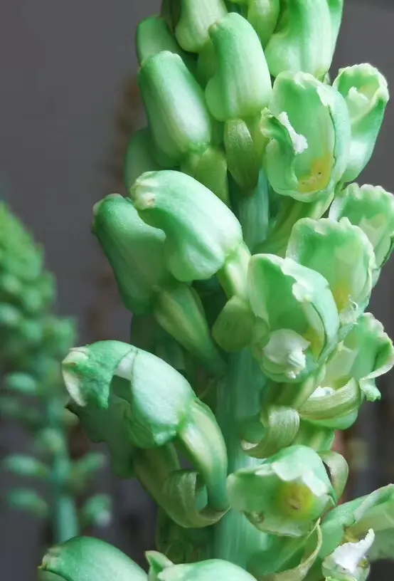 神奇小草壩野天麻