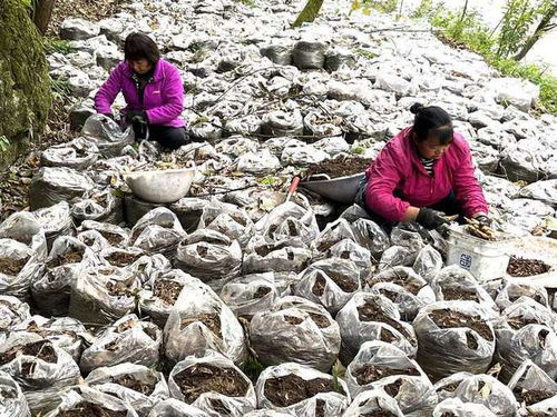 七星關(guān)區(qū)文閣鄉(xiāng)海壩村 種下 金疙瘩 富農(nóng)促振興