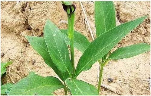 一年就可以賣錢的藥材,種植周期短風(fēng)險(xiǎn)小回報(bào)高,你知道有哪幾種