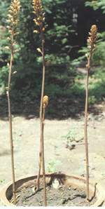 天麻 藥材知識(shí)